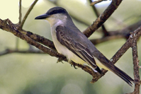 Tyrannus crassirostris